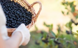 Symrise debuts range of aronia health actives with high cellular antioxidant effects